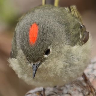 A ruby-crowned kinglet directed toward the photographer with its bill pointed downward, exposing a narrow oval of red-orange feathers on its gray-green crown. Circularly cropped photo by Cephas via Wikimedia Commons CC BY-4.0.