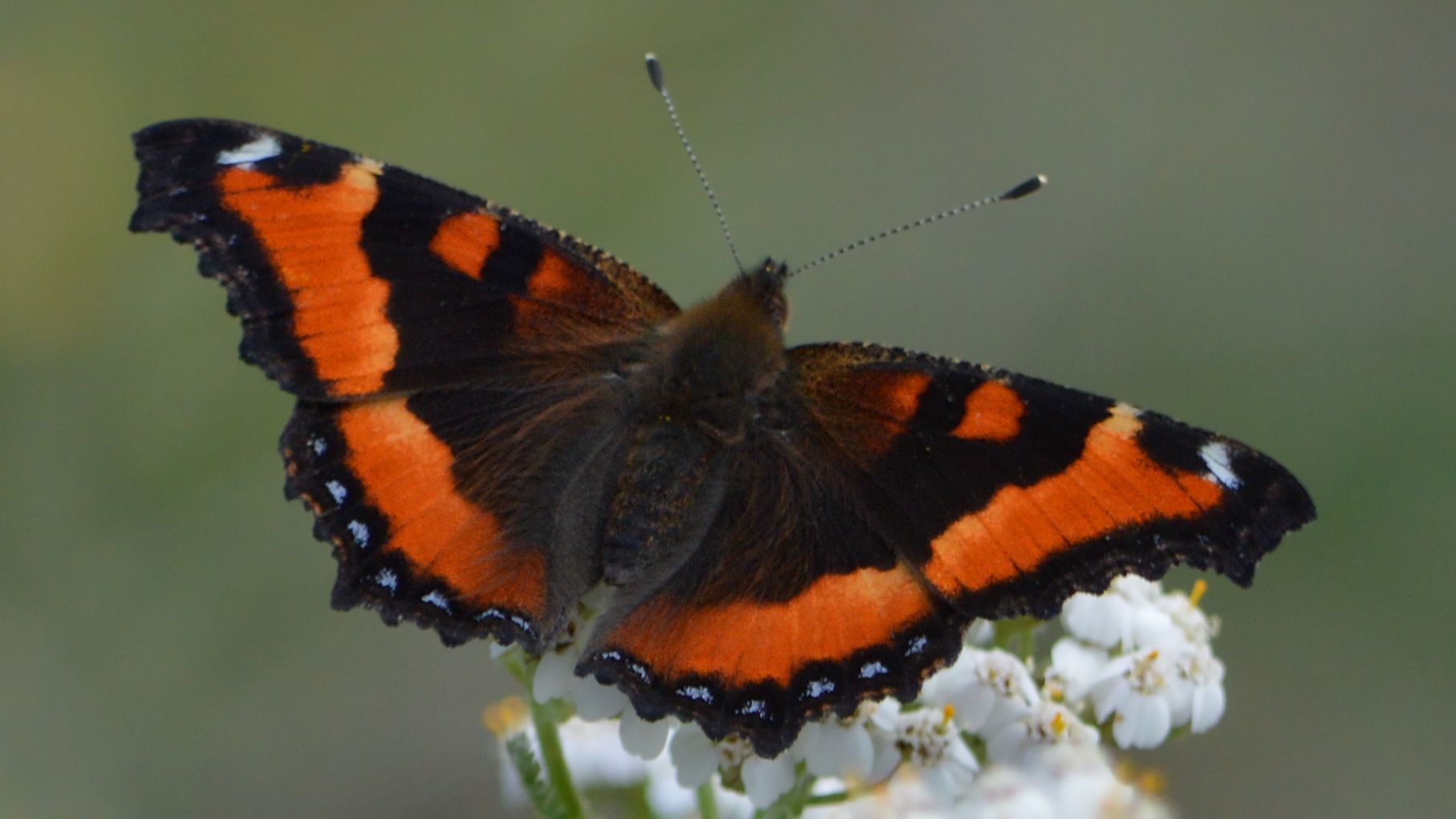 Milbert's Tortoiseshell, a showy orange and brown butterfly photographed by Ryan Hodnett.