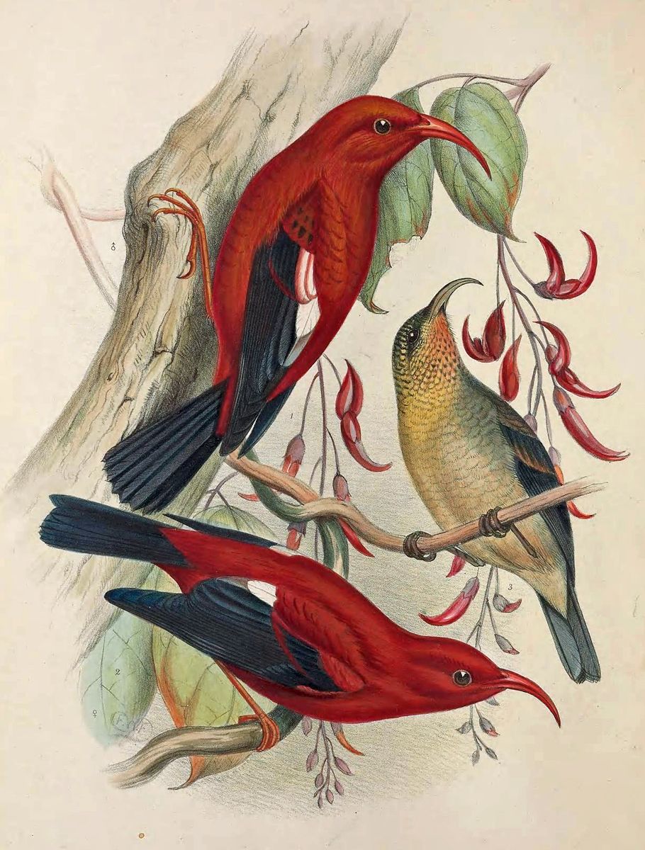 Nineteenth-century painting of three birds in a tree. Two are red with black wings and tail. The third is yellow-green and black. All have a long curved beak.
