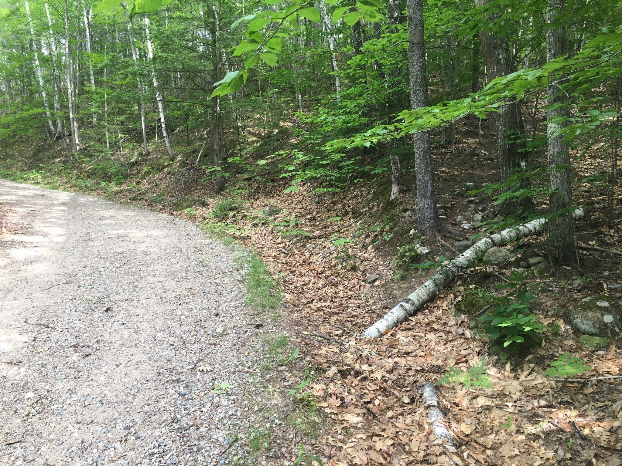 A fallen trunk of a small white birch, positioned at an angle on the edge of the road. It may have been intentionally placed to mark a trail. If so, I missed the cue.