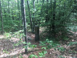 A stone pillar among small trees.