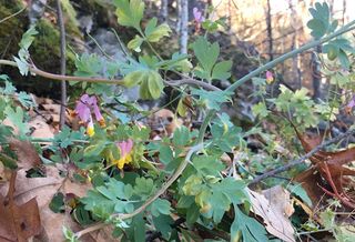 Wildflower blossoms in magenta and yellow. Corydalis sempervirens.