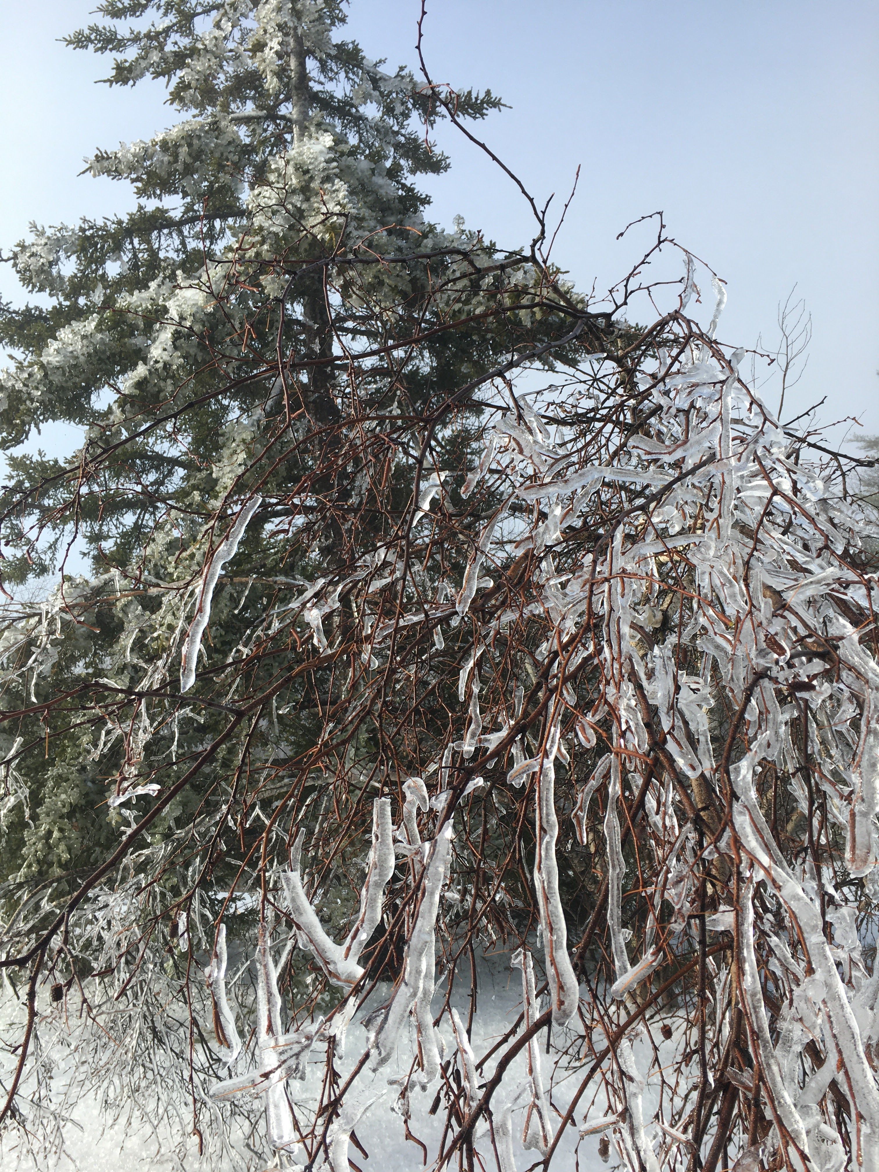 A recent storm left a lot of ice accumulation on trees and shrubs, as well as built structures.