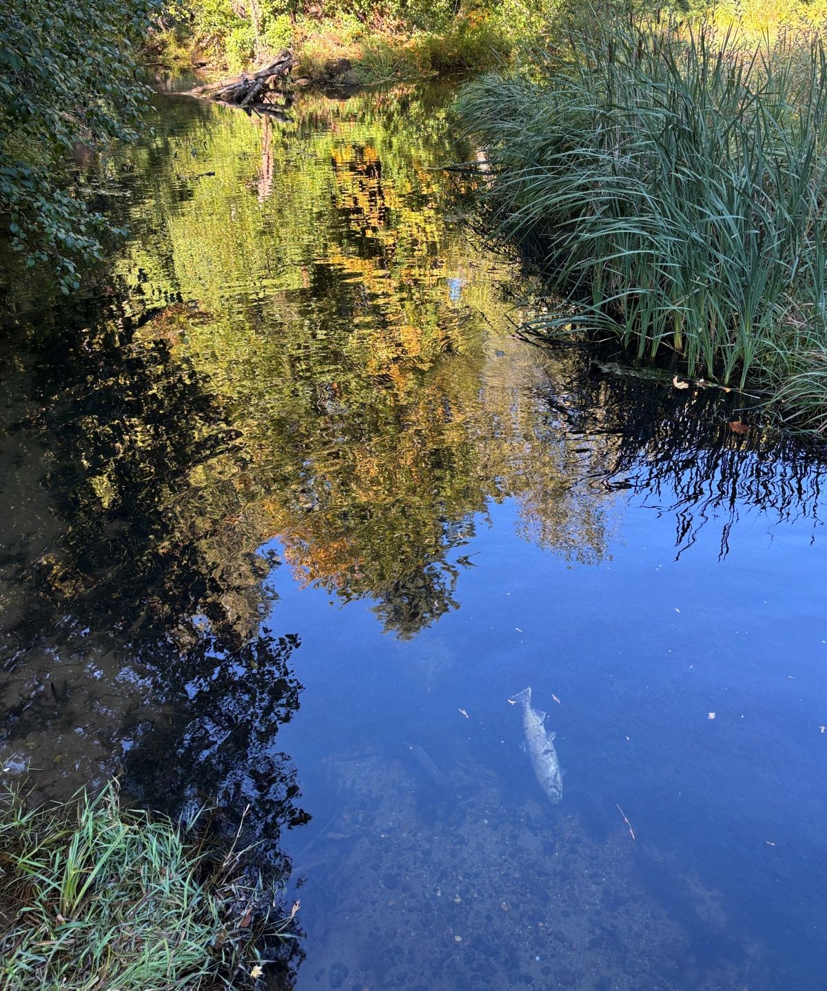 A whitened salmon carcass rests under shallow water on a river bed. Surrounding trees and shrubs display transitioning foliage, mostly greens and yellows.