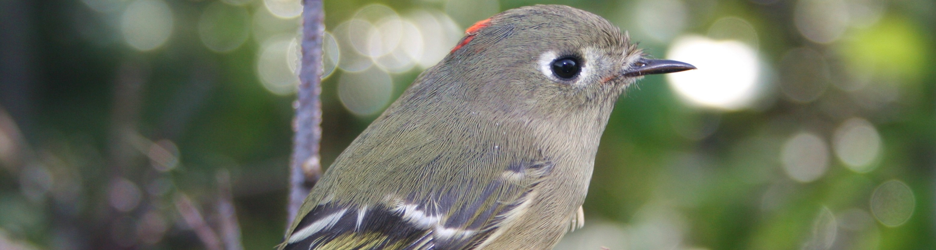 Photograph of a ruby-crowned kinglet. It is a public domain image obtained from WikiMedia Commons